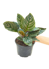 Load image into Gallery viewer, Calathea 'Pinstripe', Medium