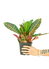 Load image into Gallery viewer, Croton 'Petra', Medium