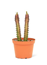 Load image into Gallery viewer, African Milk Tree, Medium