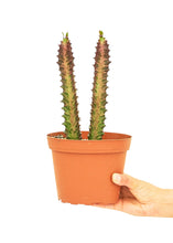 Load image into Gallery viewer, African Milk Tree, Medium