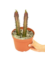 Load image into Gallery viewer, African Milk Tree, Medium