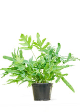 Load image into Gallery viewer, Blue Star Fern, Medium