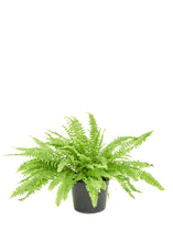 Load image into Gallery viewer, Boston Fern, Medium
