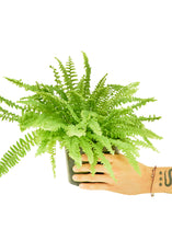 Load image into Gallery viewer, Boston Fern, Medium