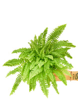 Load image into Gallery viewer, Boston Fern, Medium