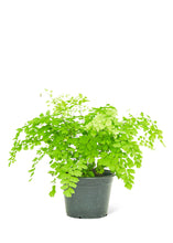 Load image into Gallery viewer, Maidenhair Fern, Medium
