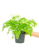 Load image into Gallery viewer, Maidenhair Fern, Medium