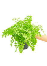 Load image into Gallery viewer, Maidenhair Fern, Medium
