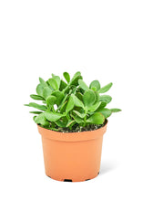 Load image into Gallery viewer, Jade Plant, Medium