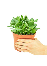 Load image into Gallery viewer, Jade Plant, Medium