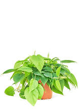 Load image into Gallery viewer, Sweetheart Philodendron, Medium