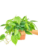 Load image into Gallery viewer, Sweetheart Philodendron, Medium