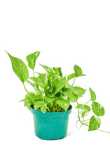 Load image into Gallery viewer, Golden Pothos, Medium