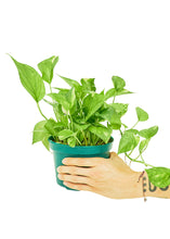 Load image into Gallery viewer, Golden Pothos, Medium