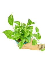 Load image into Gallery viewer, Golden Pothos, Medium