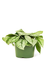 Load image into Gallery viewer, Silver Pothos 'Exotica', Medium