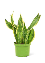 Load image into Gallery viewer, Snake Plant 'Laurentii', Medium