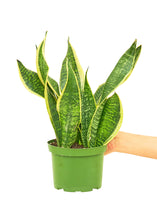 Load image into Gallery viewer, Snake Plant 'Laurentii', Medium