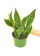 Load image into Gallery viewer, Snake Plant 'Laurentii', Medium
