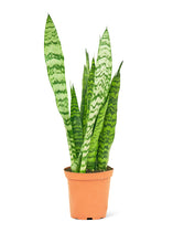 Load image into Gallery viewer, Snake Plant 'Zeylanica', Medium