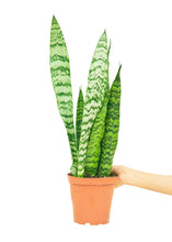 Load image into Gallery viewer, Snake Plant 'Zeylanica', Medium