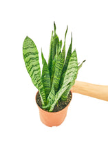 Load image into Gallery viewer, Snake Plant 'Zeylanica', Medium