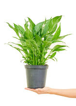 Load image into Gallery viewer, Variegated Peace Lily, Medium