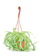 Load image into Gallery viewer, Spider Plant 'Bonnie', Medium