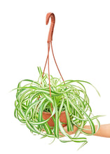 Load image into Gallery viewer, Spider Plant 'Bonnie', Medium