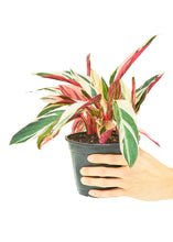 Load image into Gallery viewer, Stromanthe 'Triostar', Medium