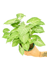 Load image into Gallery viewer, White Arrowhead Plant, Medium