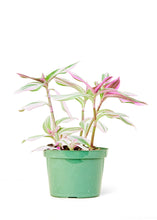 Load image into Gallery viewer, Tradescantia 'Nanouk', Medium