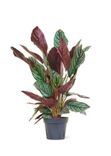 Load image into Gallery viewer, Calathea 'Pinstripe', Large