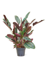 Load image into Gallery viewer, Calathea 'Pinstripe', Large