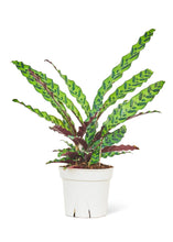 Load image into Gallery viewer, Calathea 'Rattlesnake', Large