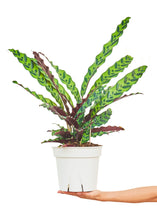 Load image into Gallery viewer, Calathea 'Rattlesnake', Large