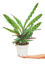 Load image into Gallery viewer, Calathea 'Rattlesnake', Large