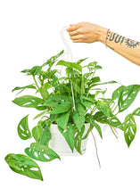 Load image into Gallery viewer, Swiss Cheese Vine, Large