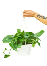 Load image into Gallery viewer, Golden Pothos, Large