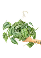 Load image into Gallery viewer, Scindapsus 'Silvery Ann', Large