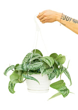 Load image into Gallery viewer, Scindapsus 'Silvery Ann', Large