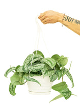 Load image into Gallery viewer, Silver Pothos 'Exotica', Large