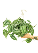 Load image into Gallery viewer, Silver Pothos 'Exotica', Large
