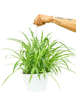 Load image into Gallery viewer, Spider Plant 'Reverse', Large