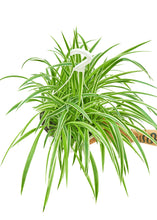 Load image into Gallery viewer, Spider Plant 'Reverse', Large