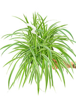 Load image into Gallery viewer, Spider Plant 'Reverse', Large