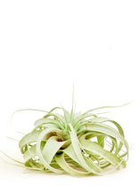 Load image into Gallery viewer, King of Air Plants, Large