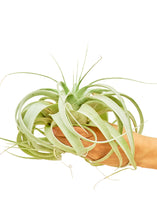 Load image into Gallery viewer, King of Air Plants, Large