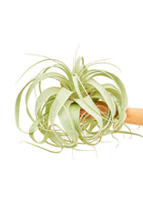 Load image into Gallery viewer, King of Air Plants, Large