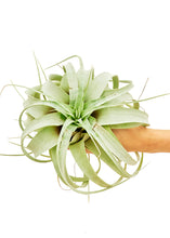 Load image into Gallery viewer, King of Air Plants, Large